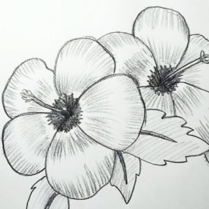 Pencil Drawings Of Flowers