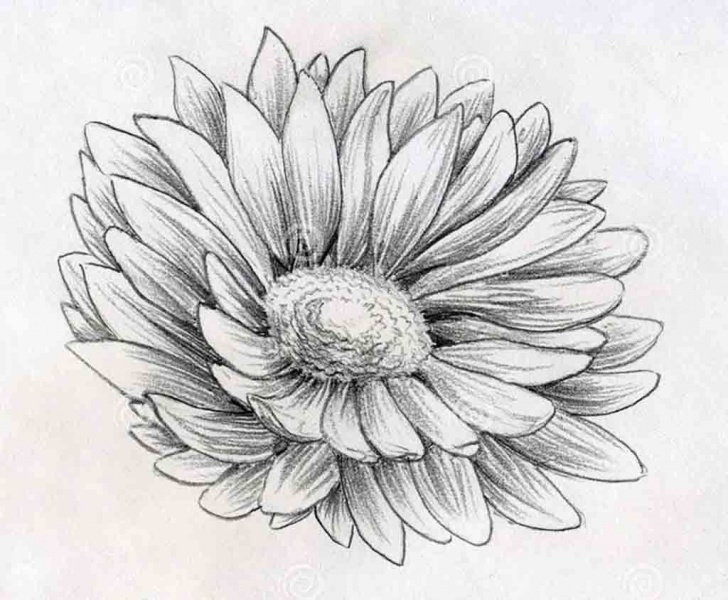 Excellent Pencil Sketch Of Flowers Tutorials How To Draw Flowers Step By Step With Pencil - Google Search Pics