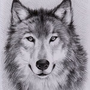 Wolf Pencil Art