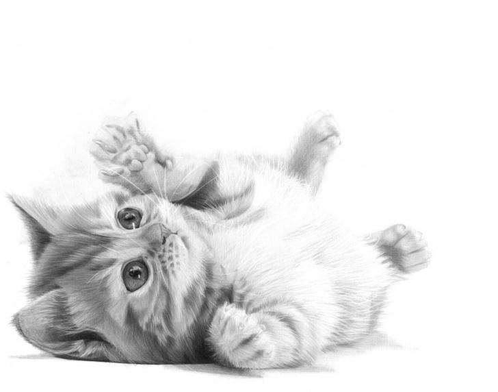 Fantastic Cat Pencil Drawing Easy Puddy Cat Pencil Drawing, By Artist Sophie Lawson Picture