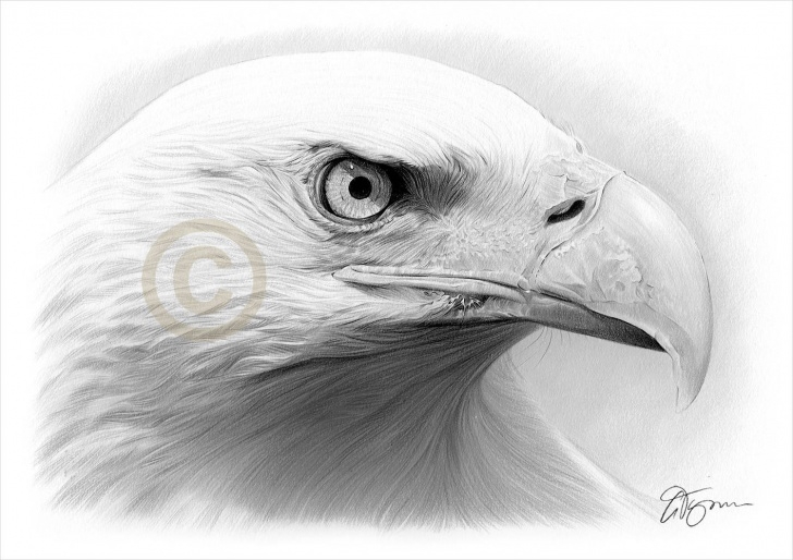 Fantastic Eagle Pencil Art Easy Eagle Artwork - Bald Eagle Pencil Drawing Print - Wildlife Art - Signed By  Artist Gary Tymon - 50 Prints Only - 2 Sizes - Pencil Portrait Photo