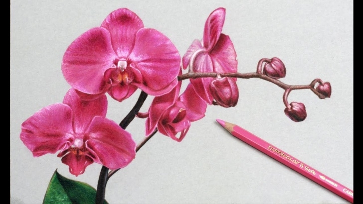 Fantastic Orchid Pencil Drawing Tutorial Orchid Flower Drawing In Pencil And Orchid Flower Drawing In Pencil Image