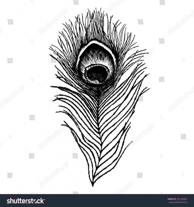 Fantastic Peacock Feather Pencil Sketch for Beginners Peacock Feather Pencil Drawing | Drawing Work Picture