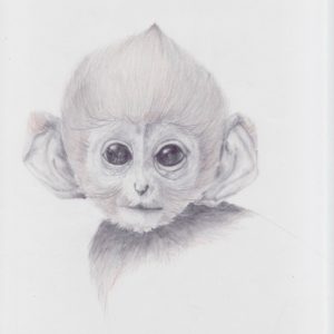 Pencil Sketch Of Monkey