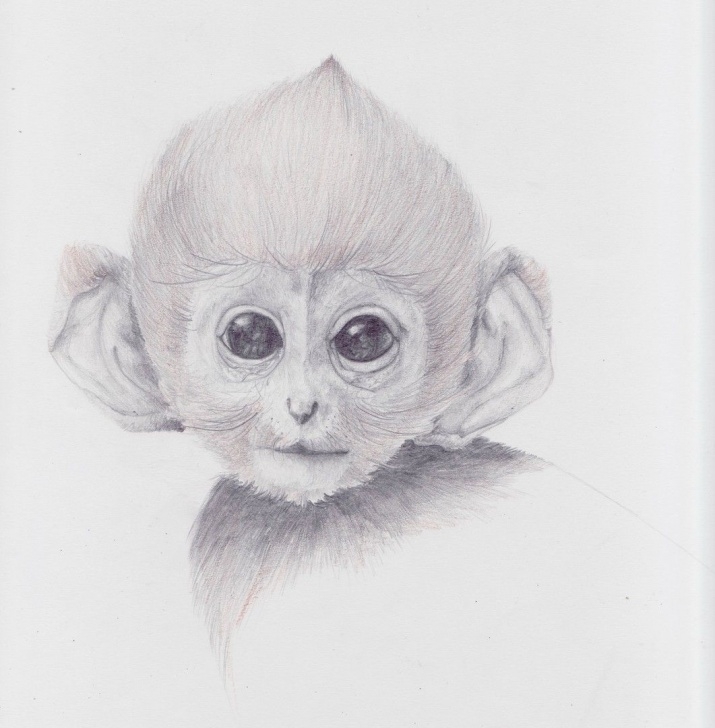 Fantastic Pencil Sketch Of Monkey Simple Cute Monkey Drawing | Monkeys In 2019 | Monkey Drawing, Animal Images