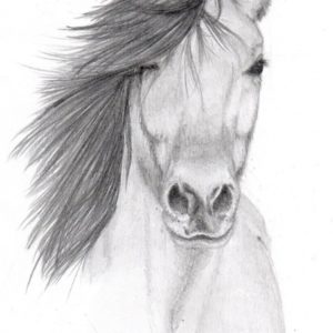 Shading Drawing Of Animals
