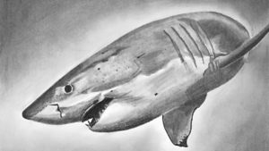 Fantastic Shark Pencil Drawing Techniques for Beginners How To Draw A Shark - Realistic Pencil Drawing Of A Shark - How To Draw And Shade Using Pencils. Pictures