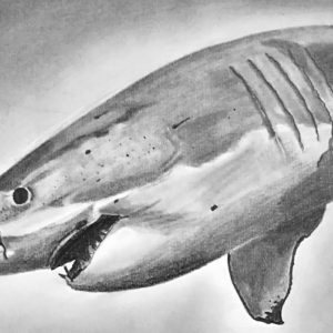 Shark Pencil Drawing