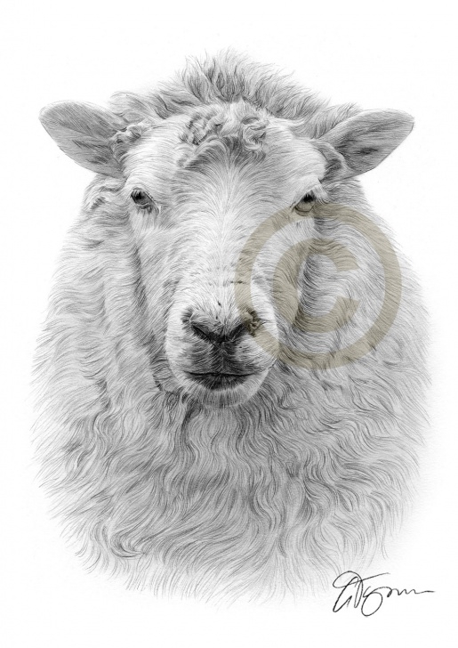 Fantastic Sheep Pencil Drawing Tutorials Pencil Drawing Of A Sheep By Artist Gary Tymon Pic