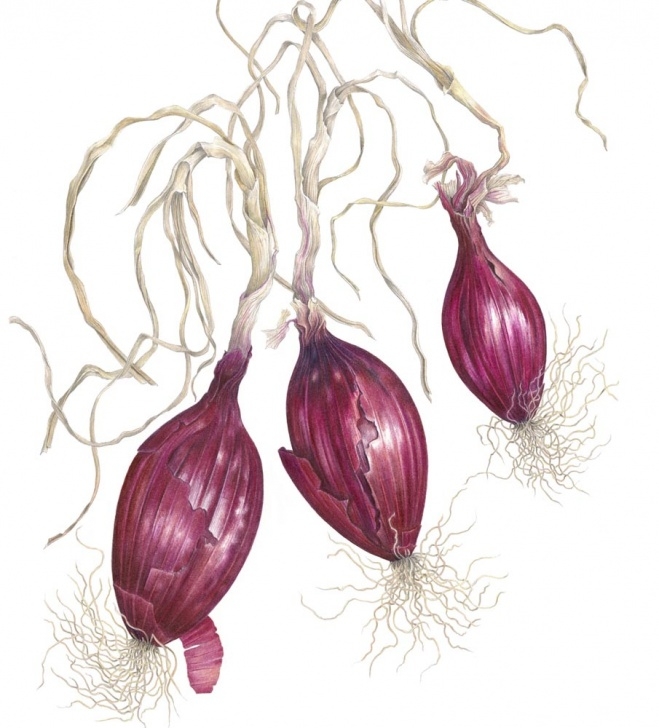 Fascinating Ann Swan Botanical Artist Lessons Ann Swan - Society Of Botanical Artists Pics