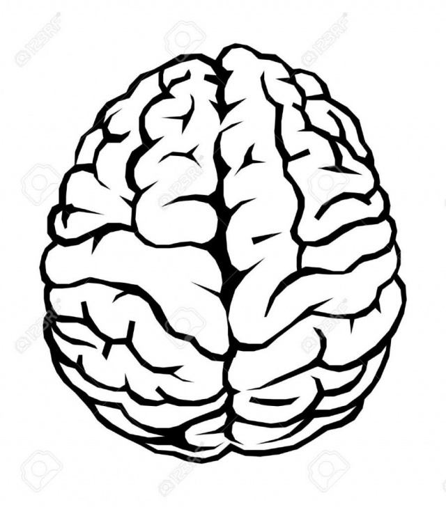 Fascinating Brain Pencil Drawing Courses Brain Drawing, Pencil, Sketch, Colorful, Realistic Art Images Photo