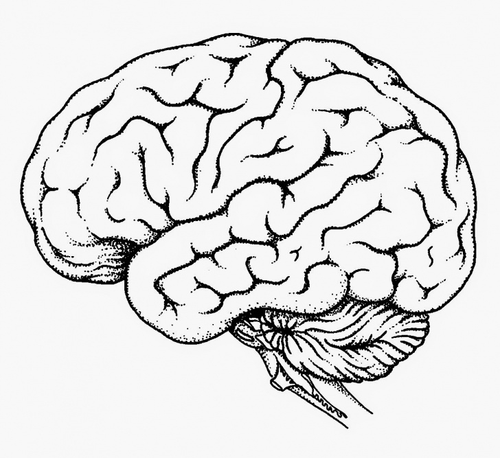 Fascinating Brain Pencil Drawing Step by Step Brain Sketch Diagram At Paintingvalley | Explore Collection Of Pic