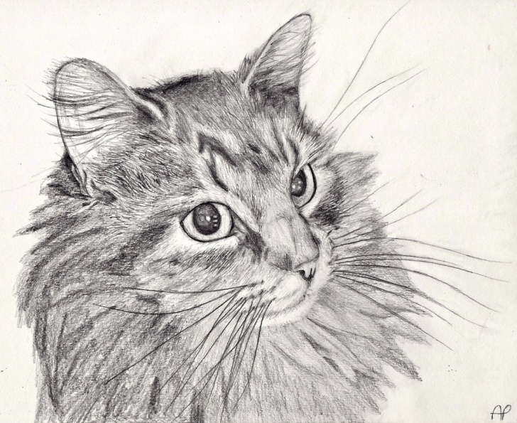 Fascinating Cat Pencil Art Lessons Cat Drawing Pencil Art | Http://lomets Pictures