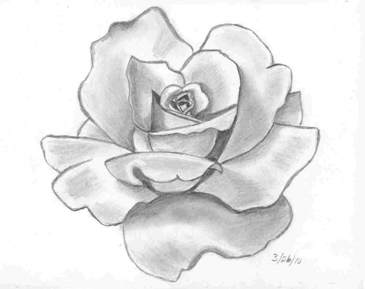 Fascinating Charcoal Flower Drawings Easy Rose Charcoal Drawings Of Flowers Pic