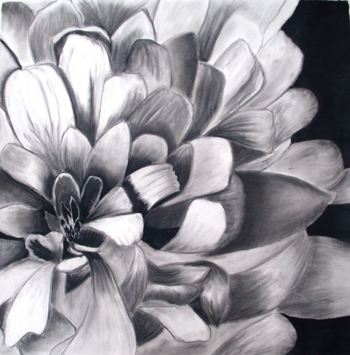 Fascinating Charcoal Flower Drawings Simple Charcoal Paintings Search Result At Paintingvalley Photo
