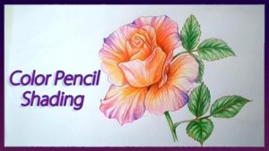 Fascinating Colour Pencil Shading Flowers Courses Realistic Color Pencil Shading Tutorial Of Rose Flowers Drawing Tutorial Image