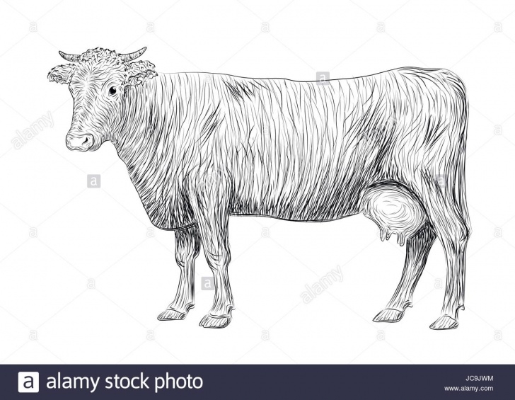 Fascinating Cow And Calf Pencil Drawing Ideas Cow And Calf Sketch At Paintingvalley | Explore Collection Of Picture