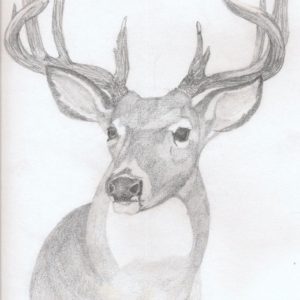 Deer Pencil Drawings