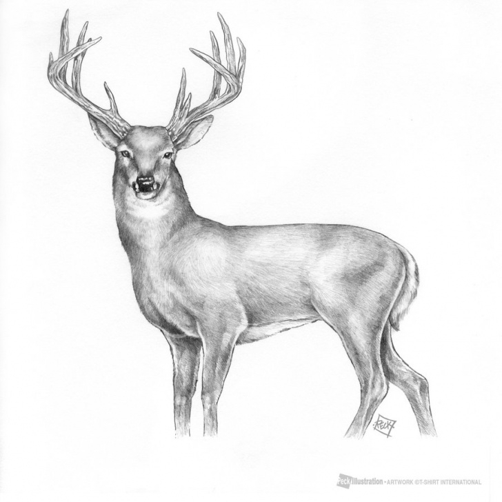 Fascinating Deer Pencil Sketch for Beginners Mule Deer Pencil Sketch And Deer Drawings Pencil - Melo.yogawithjo Picture