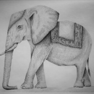Elephant Pencil Sketch