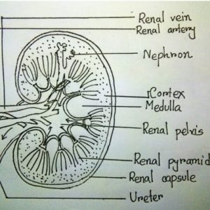 Kidney Pencil Drawing