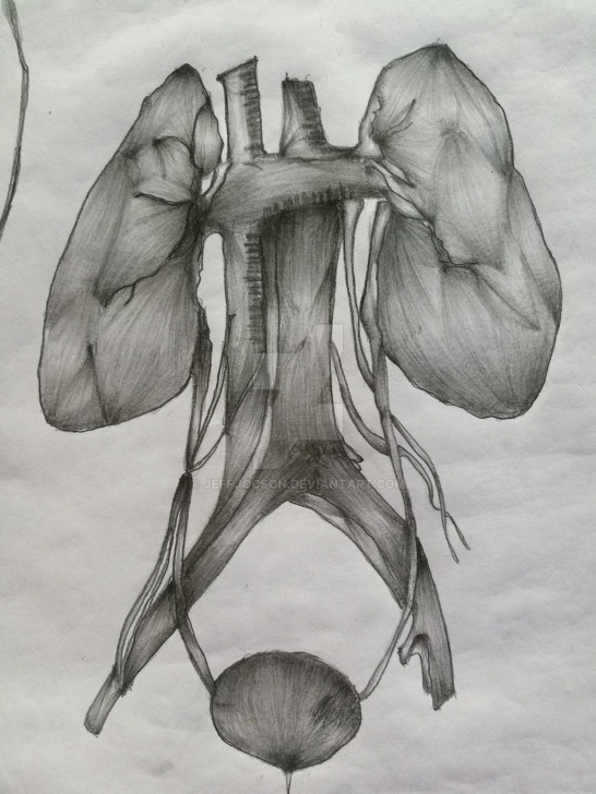Fascinating Kidney Pencil Drawing Free Kidney Sketch At Paintingvalley | Explore Collection Of Kidney Photo