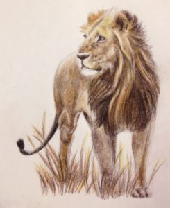 Fascinating Lion Colored Pencil Drawing Ideas African Lion In Colored Pencil. | Art - Colored Pencil | Animal Images