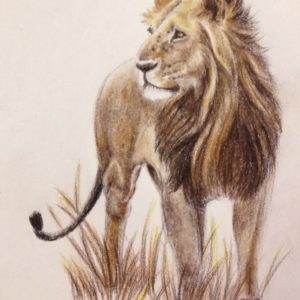 Lion Colored Pencil Drawing