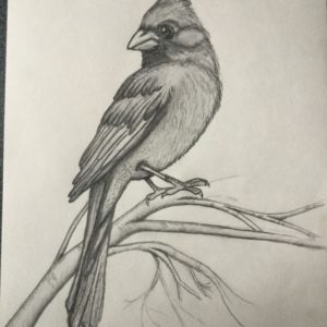 Pencil Shading Animals