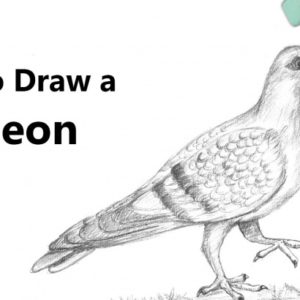 Pigeon Pencil Drawing