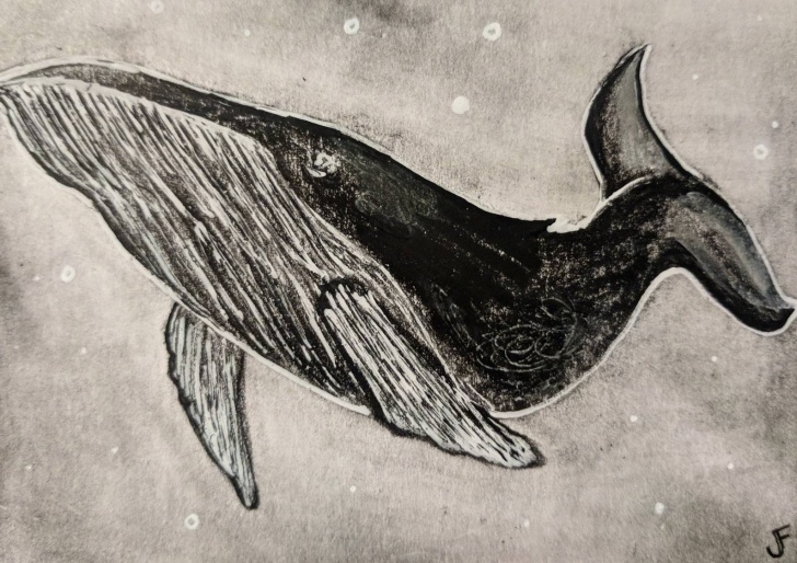 Fascinating Whale Pencil Drawing Tutorial Whale Original Aceo Pencil Drawing Outsider Art Miniature Collectible Nautical Trading Card Aquatic Ocean Water Animals Sea Illustration Atc Picture