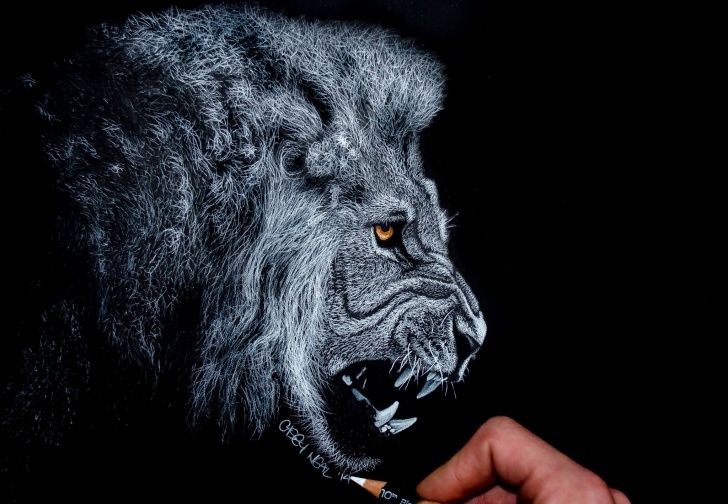 Fascinating White Charcoal Drawings Free White Charcoal Lion Drawing - Album On Imgur Images