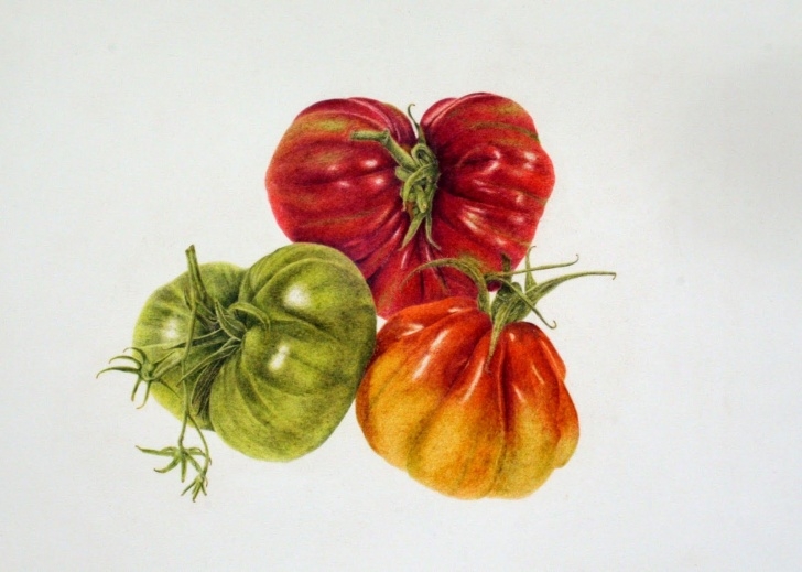 Fine Ann Swan Botanical Artist Ideas Ann Swan Botanical Artist - Google Zoeken | Vegetables And Fruit Pictures