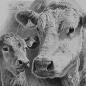 Cow Pencil Drawing