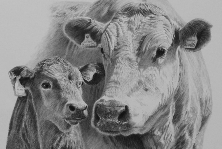 Fine Cow Pencil Drawing for Beginners Cow Head Pencil Drawing Cow Head Penci | Art For Em In 2019 | Cow Pic