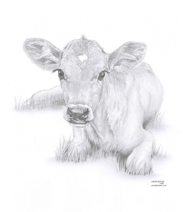 Fine Cow Pencil Drawing Lessons Cow Calf Baby Art Pencil Drawing Invitation | Watercolor | Cow Image