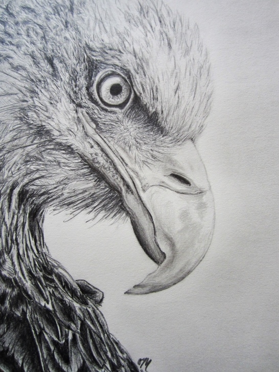 Fine Eagle Pencil Art Ideas Eagle Pencil Drawing | My Creations In 2019 | Pencil Drawings, Eagle Images