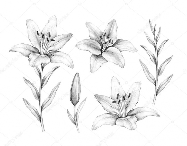 Fine Lily Pencil Drawing Step by Step Pencil Drawing Of Lily Flower — Stock Photo © Sashsmir #76210465 Pictures