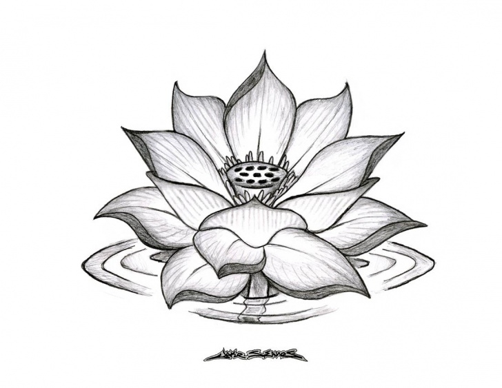 Fine Lotus Flower Pencil Drawing Step by Step Pencil Sketches Lotus Flower 1000+ Images About Lotus Flowers On Pictures