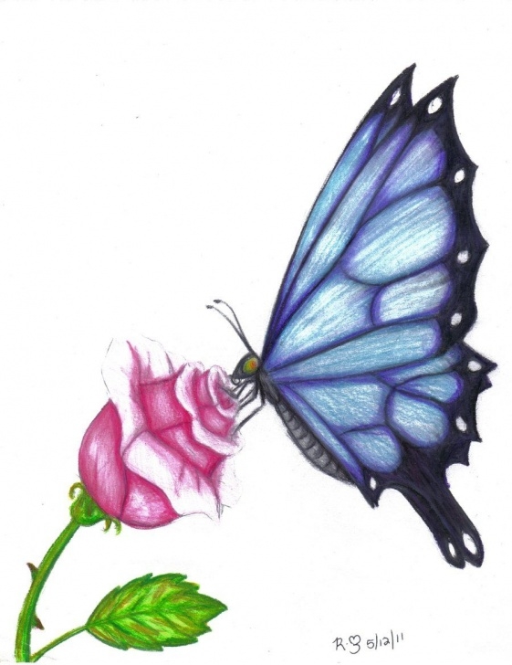 Fine Pencil Drawings Of Flowers And Butterflies With Colours Techniques for Beginners Butterfly Drawings In Color | Butterfly Rose By Evolra Traditional Pics