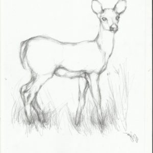 Pencil Sketches Of Wild Animals