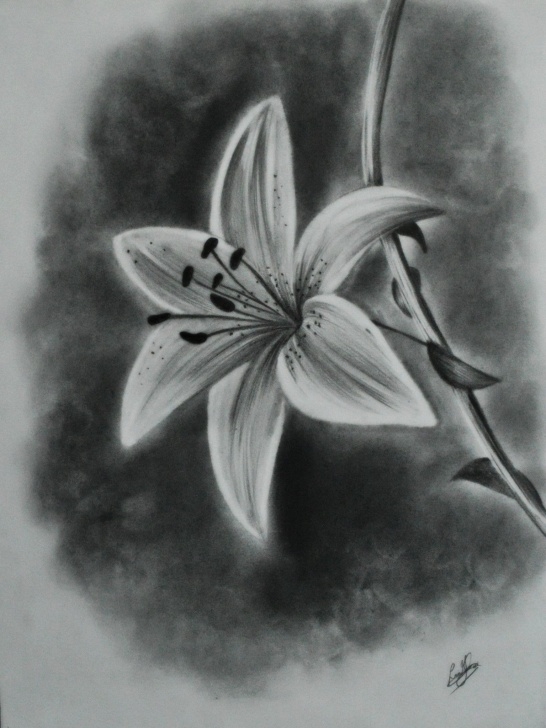 Fine Pretty Pencil Drawings Free 45 Beautiful Flower Drawings And Realistic Color Pencil Drawings Picture