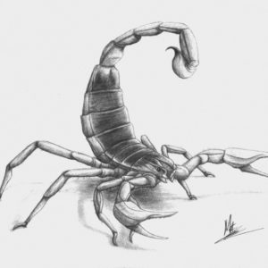 Scorpion Pencil Drawing