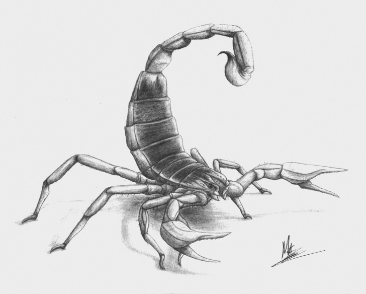 Fine Scorpion Pencil Drawing Techniques for Beginners Scorpion Pencil Sketch And Scorpion Pencil Sketch | Drawing Artsy Pic