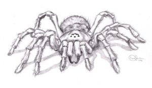 Fine Spider Pencil Drawing Step by Step Realistic Spider Drawing | Spiders In 2019 | Spider Art, Spider Pictures
