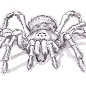 Spider Pencil Drawing