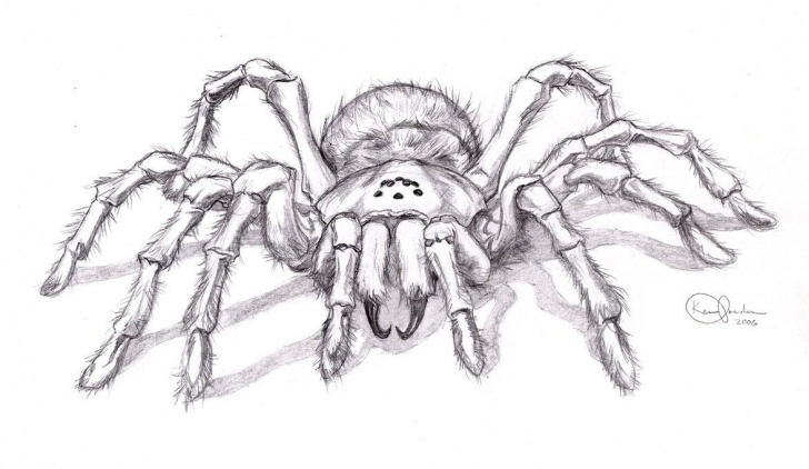 Fine Spider Pencil Drawing Step by Step Realistic Spider Drawing | Spiders In 2019 | Spider Art, Spider Pictures
