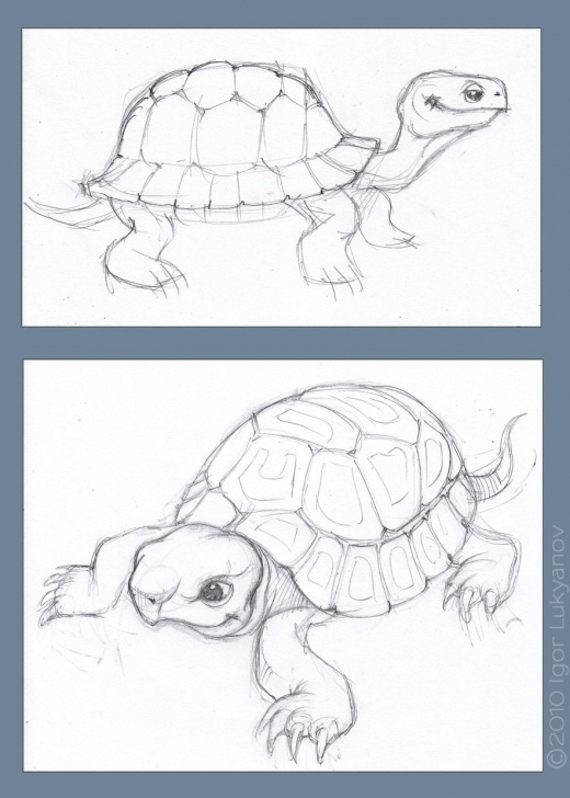 Fine Turtle Pencil Drawing Courses Tortoise-Sketch-Drawing | Art - Sketches - Freehand | Tortoise Images