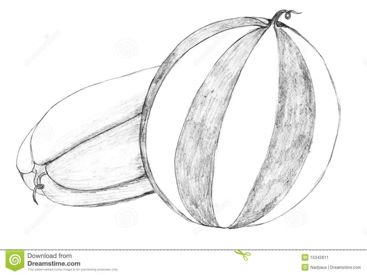 Fine Watermelon Pencil Drawing Free Watermelon Pencil Drawing Stock Illustration. Illustration Of Images