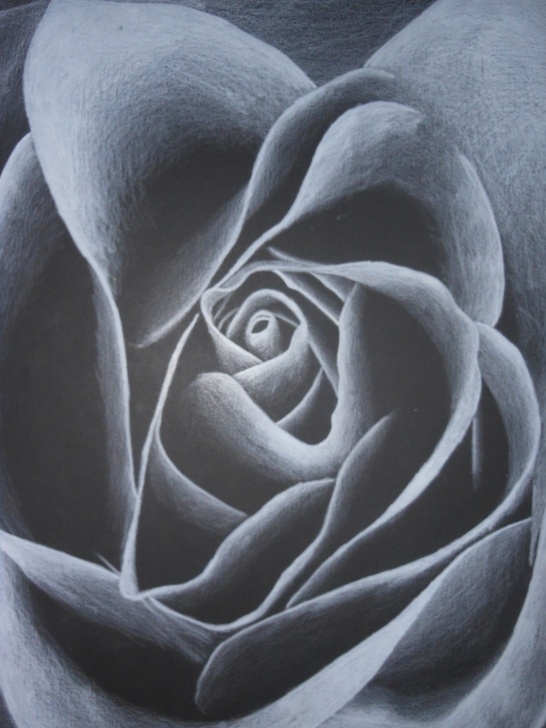 Fine White Colored Pencil On Black Paper Techniques Flower. Drawn With A White Colored Pencil On Black Paper. | Original Pictures